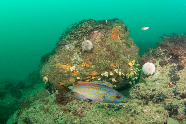 Lara Howe's photo of a cuckoo wrasse won the Any Manx image category