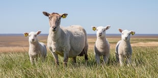 Consultation planned on tougher measures over sheep attacks