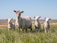 Consultation planned on tougher measures over sheep attacks