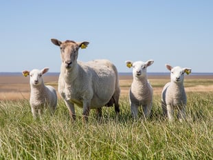 Consultation planned on tougher measures over sheep attacks