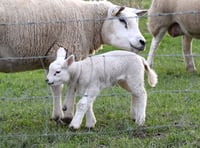Plea to keep dogs on leads near fields this lambing season