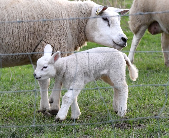 Plea to keep dogs on leads near fields this lambing season