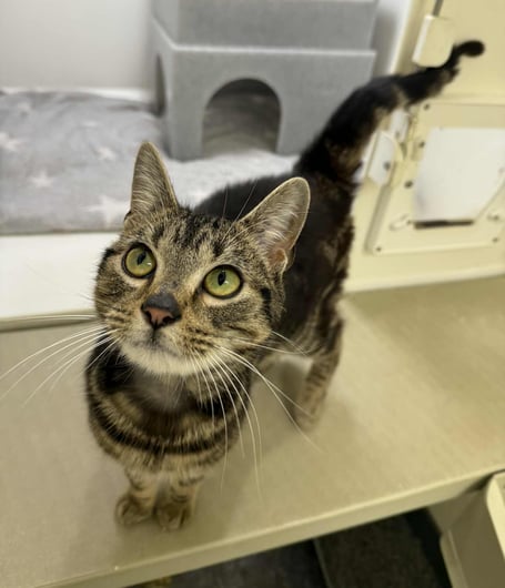 Alan is available for adoption from the MSPCA