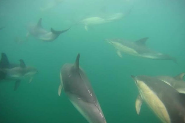 'A Fishy Tail' by Ian Young