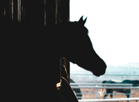 Horse owners urged to be vigilant as equine influenza cases rise in UK