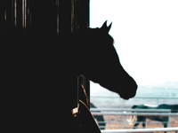 Horse owners urged to be vigilant as equine influenza cases rise in UK