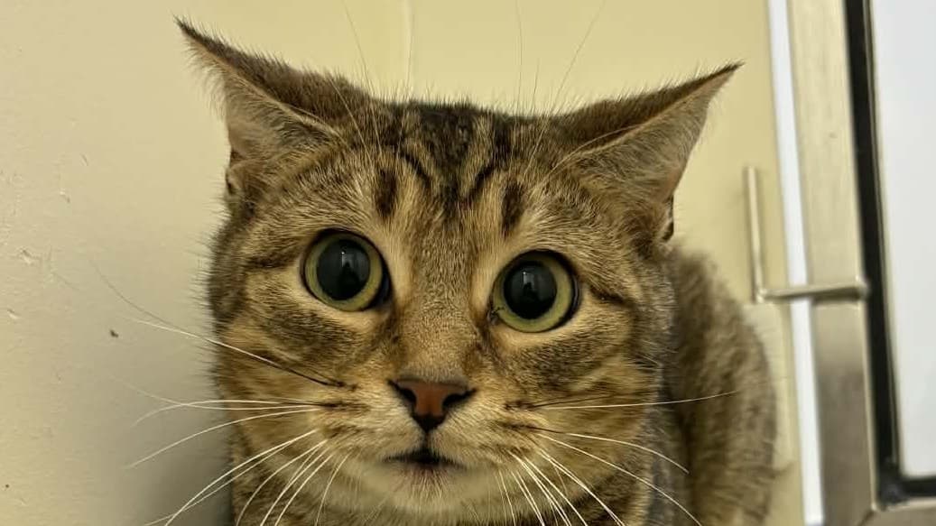 <p>Nutmeg is available for adoption from the MSPCA</p>