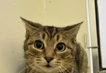 Study reveals cats have 276 facial expressions