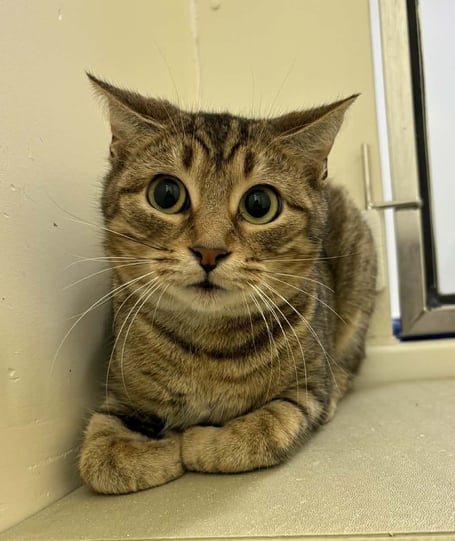 Nutmeg is available for adoption from the MSPCA