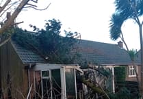 Up to 39 trees set to be chopped down in Douglas following approval