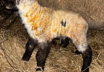 Ballakeenan Farm hosts 'busy, brilliant and muddy' Lambing Live weekend