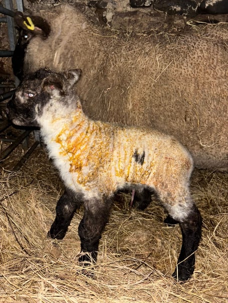 One lamb was born with a special mark on his side