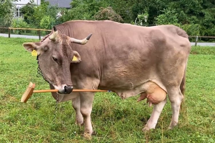 Veronika the Austrian cow who uses a brush to scratch herself