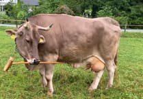 MSPCA column: What you need to know about bluetongue virus