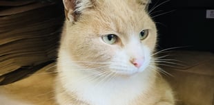 Much-loved town cat at heart of new community funding initiative