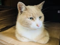 Much-loved town cat at heart of new community funding initiative