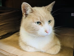 Much-loved town cat at heart of new community funding initiative
