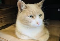 Much-loved Ramsey town cat at heart of new community funding initiative