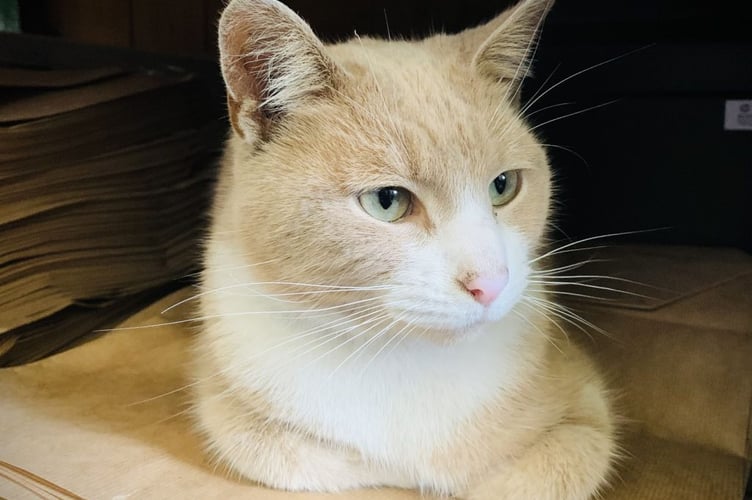 Thomas, the Ramsey Town Cat and holder of the Freedom of the Town