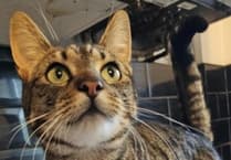 Indy the missing cat: Douglas family's plea for his safe return