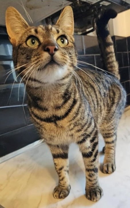 Indy went missing from the Harcroft Meadow area on October 31