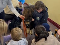 Mini-ponies bringing comfort to those in need