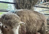 Farm tragedy as vets unable to save large ram lamb