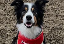 Meet one of the dogs set to fly the flag for the Isle of Man at Crufts 2026