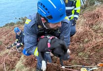 Dog rescued from cliff after multi-agency response