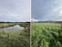 Plans to expand wetlands on Patrick farm to boost wildlife 