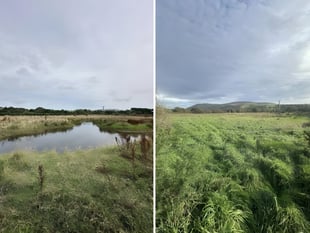 Plans to expand wetlands on Patrick farm to boost wildlife 