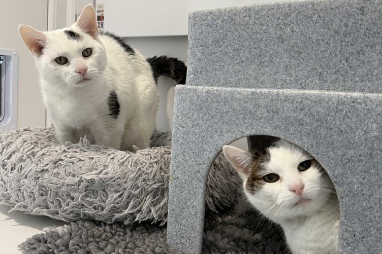 Mollie and Millie are available for adoption from the MSPCA