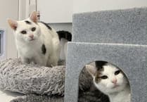 Cats develop dementia in a similar way to humans with Alzheimer’s disease