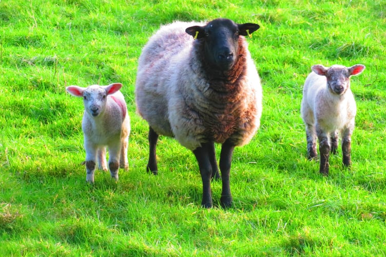 Gosia Koguc-Batista spotted these lambs on a walk along the Heritage Trail