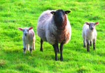 MSPCA column: The importance of keeping dogs away from sheep