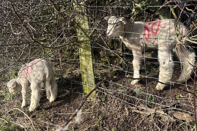 Woolly Houdini: Ballakeenan lamb leaves farmers baffled