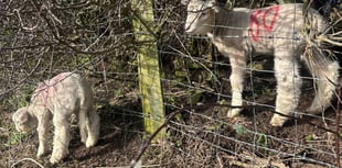 Woolly Houdini: Ballakeenan lamb leaves farmers baffled