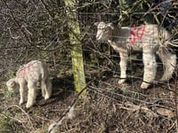 Woolly Houdini: Ballakeenan lamb leaves farmers baffled