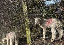 Woolly Houdini: Ballakeenan lamb leaves farmers baffled