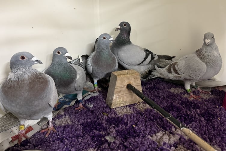 A picture of the rescued racing pigeons taken in 2025