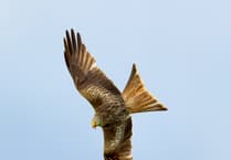 Quality shines in Photographic Society’s Nature competition