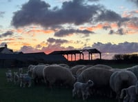 Farm outlines safety measures amid stomach bug concerns