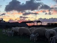 Farm outlines safety measures amid stomach bug concerns