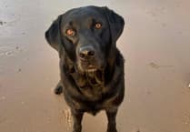 The Manx dog heading to Crufts only months after beginning obedience training