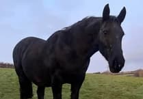 Home of Rest for Old Horses announces sad death of 17-year-old horse