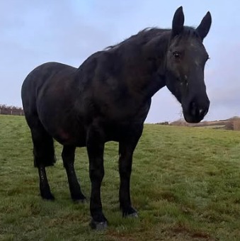 Cayenne was born back in 2008