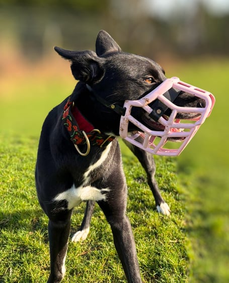 Athena in her pink muzzle