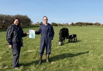 First calf on new cattle traceability system welcomed at Braddan farm
