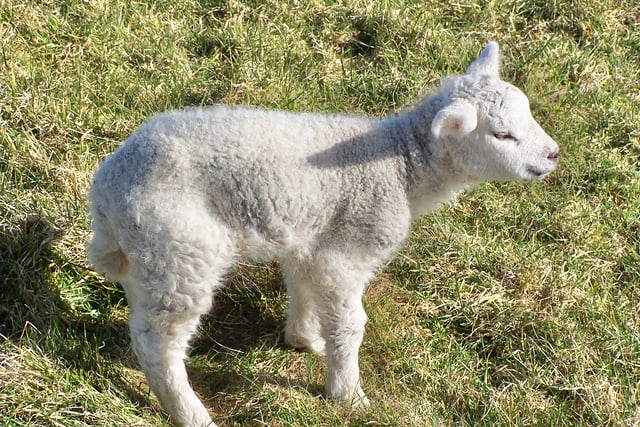 Police probe 'heartbreaking' sheep mauling incident