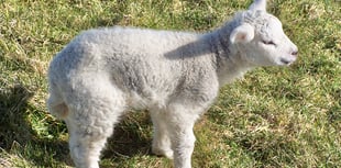 Police probe 'heartbreaking' sheep mauling incident